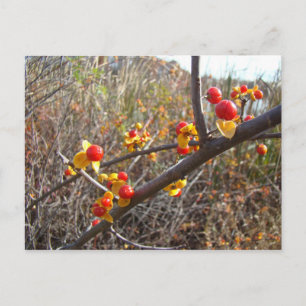 Postal Artículos de Bitterdulce Vine Berries