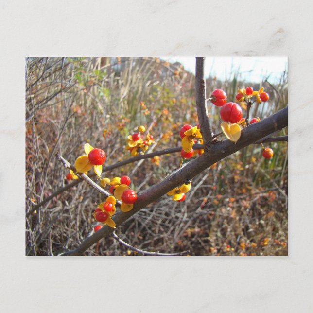 Postal Artículos de Bitterdulce Vine Berries (Anverso)