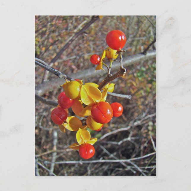 Postal Artículos de Bitterdulce Vine Berries (Anverso)