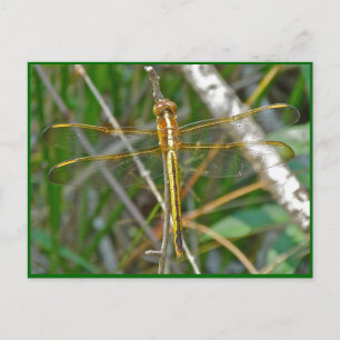 Postal Artículos de libélula dorada (Sympetrum)