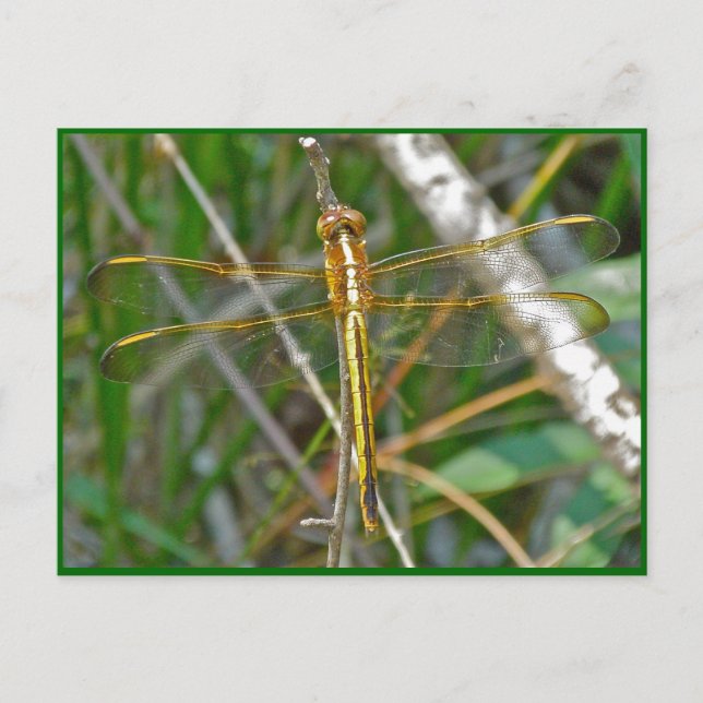 Postal Artículos de libélula dorada (Sympetrum) (Anverso)