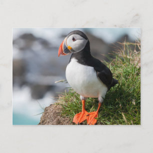 Postal Ártida de Puffin Fratercula en Látrabjarg Islandia