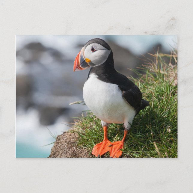 Postal Ártida de Puffin Fratercula en Látrabjarg Islandia (Anverso)