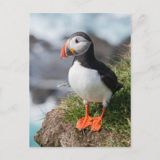 Postal Ártida de Puffin Fratercula en Látrabjarg Islandia
