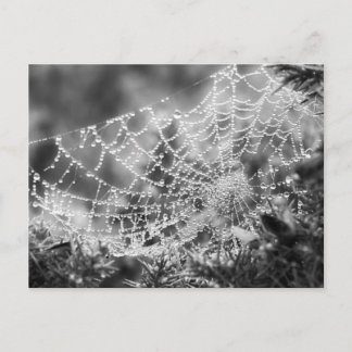 Postal Artista de la naturaleza - La web de la araña - Fo