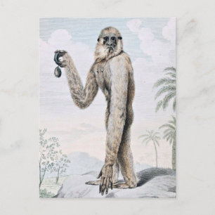 Postal Artista Gibbon Ape