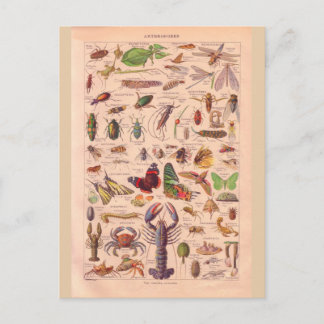 Postal Artrópodos históricos vintage