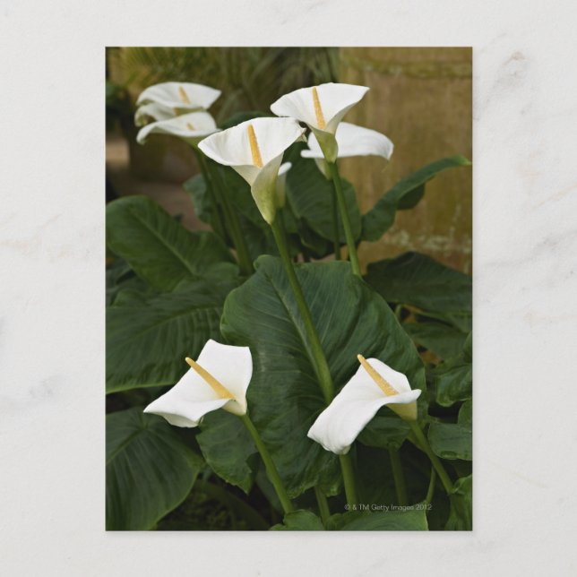 Postal Arum o cal, Zantedeschia aethiopica, (Anverso)