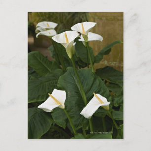 Postal Arum o cal, Zantedeschia aethiopica,