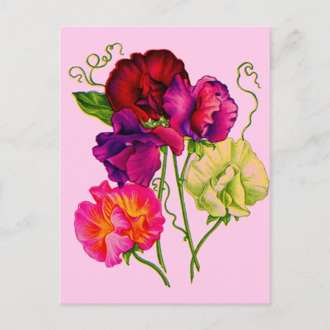 Postal arveja dulce en morado y rosa (Anverso)
