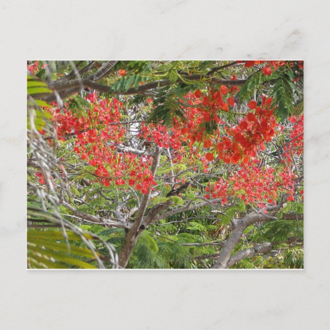 Postal Arvore (Anverso)