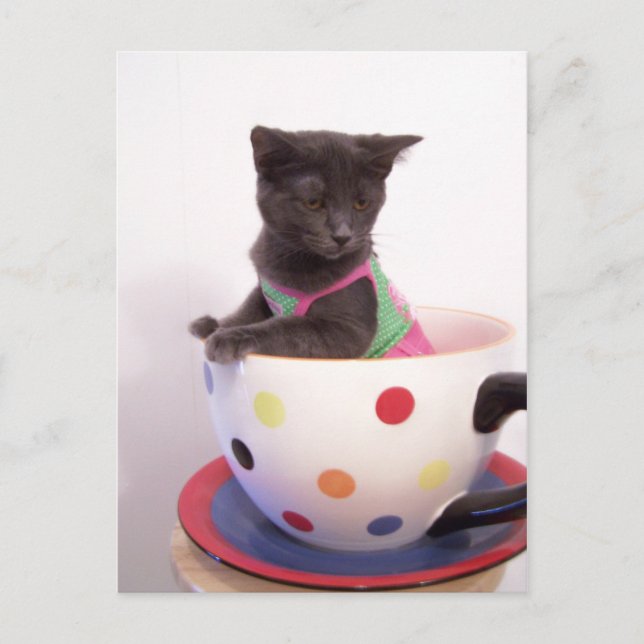 Postal arys kitten (Anverso)