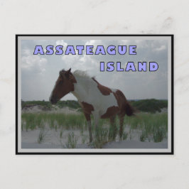 Postal Asateague Caballos Salvajes 2 Postcard