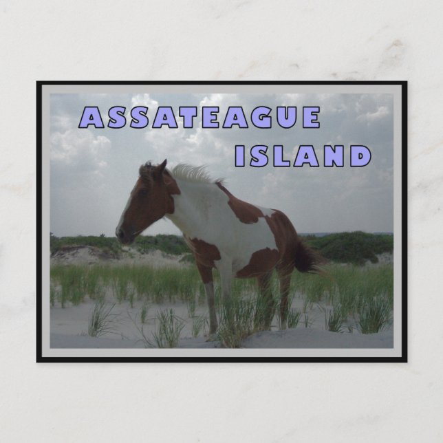 Postal Asateague Caballos Salvajes 2 Postcard (Anverso)
