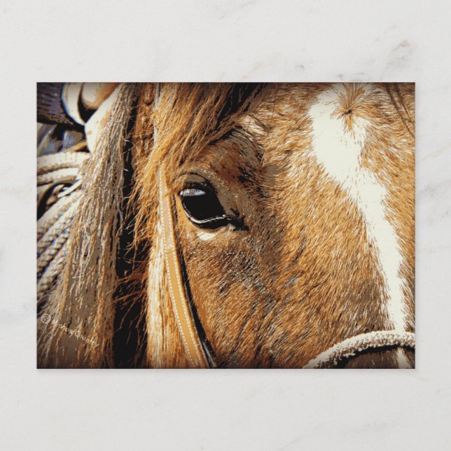 Postal Ascendente cercano del caballo (Anverso)