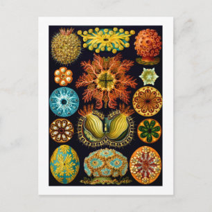 Postal Ascidiacea, Ernst Haeckel Bella Artes