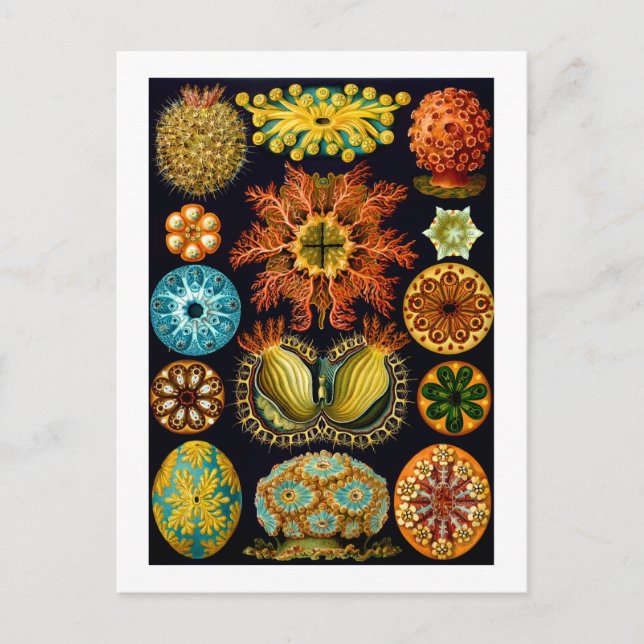 Postal Ascidiacea, Ernst Haeckel Bella Artes (Anverso)