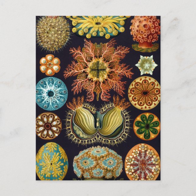 Postal Ascidiae de Ernst Haeckel, Animales Marinos Vintag (Anverso)