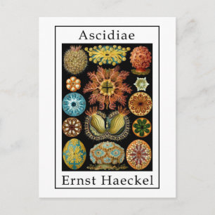 Postal Ascidiae por Ernst Haeckel