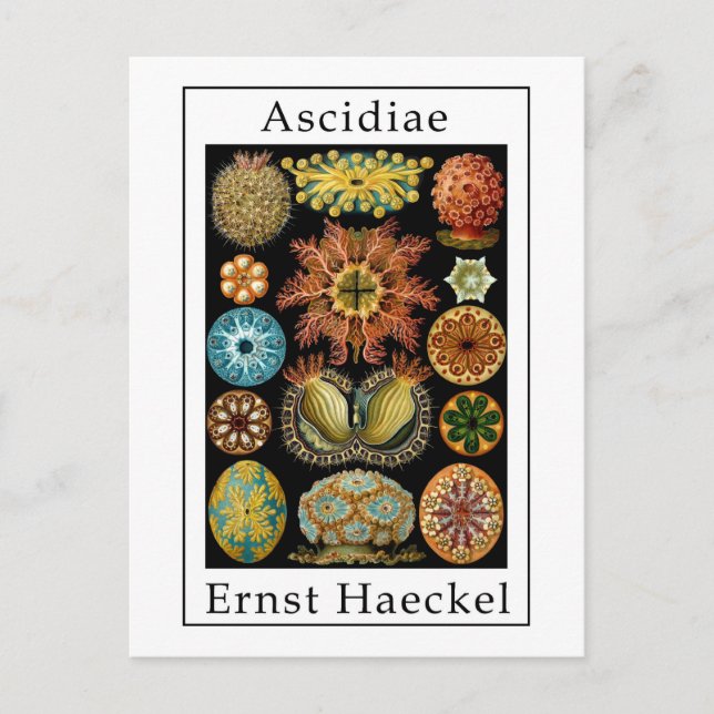 Postal Ascidiae por Ernst Haeckel (Anverso)
