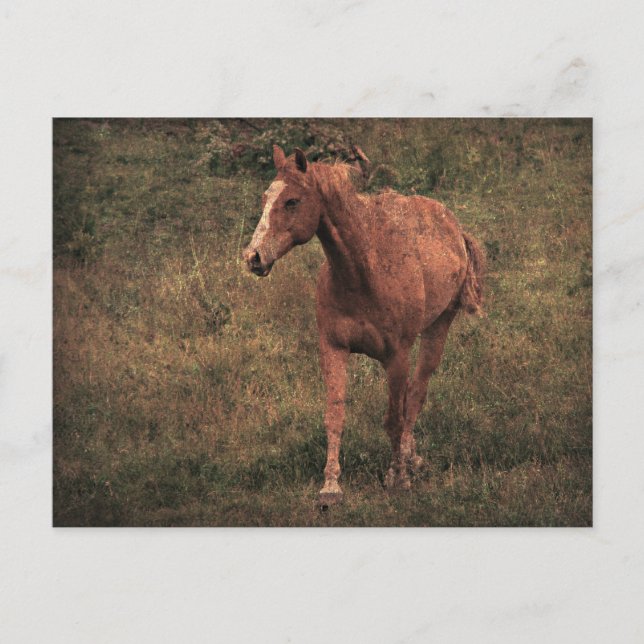 Postal Asesinato (Anverso)