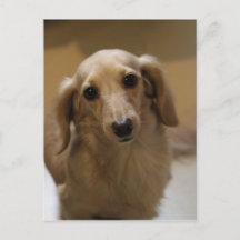 Así es la porquería de Dachschund