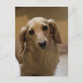 Postal Así es la porquería de Dachschund