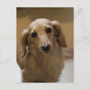 Postal Así es la porquería de Dachschund