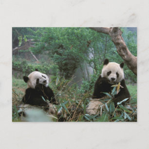 Postal Asia, China, Chengdu. Santuario del Panda Gigante
