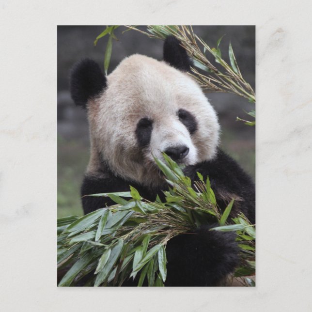 Postal Asia, China Chongqing. Giant Panda (Anverso)