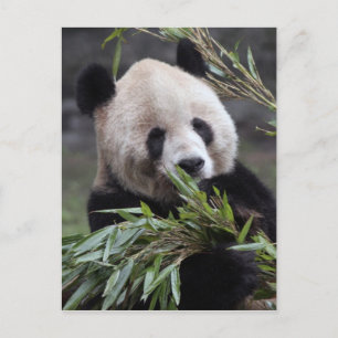 Postal Asia, China Chongqing. Panda gigante