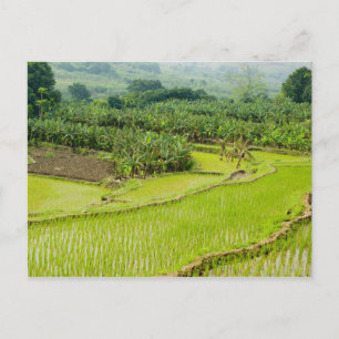 Postal Asia, China, provincia de Yunnan, Honghe. Banana