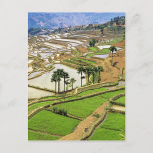 Postal Asia, China, Yunnan, Honghe. Terrazas de arroz cer