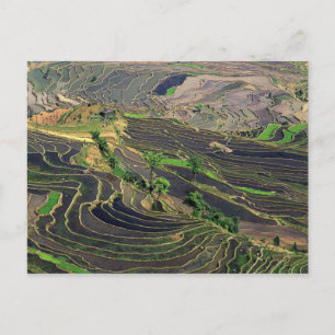 Postal Asia, China, Yunnan, Honghe. Terrazas de arroz cer