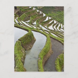 Postal Asia, China, Yunnan, Yuanyang. Arroz inundado