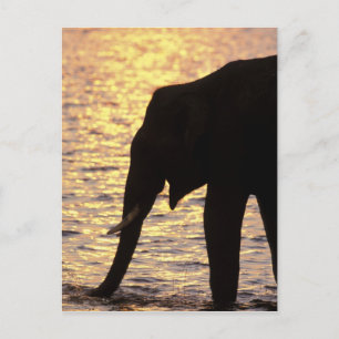 Postal Asia, India, Parque Nacional Nargahole. indio