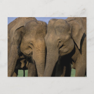 Postal Asia, India, Parque Nacional Nargahole. indio