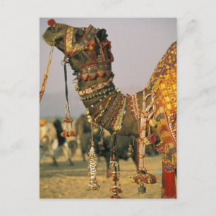 Postal Asia, India, Pushkar. Camello Shamu, Pushkar