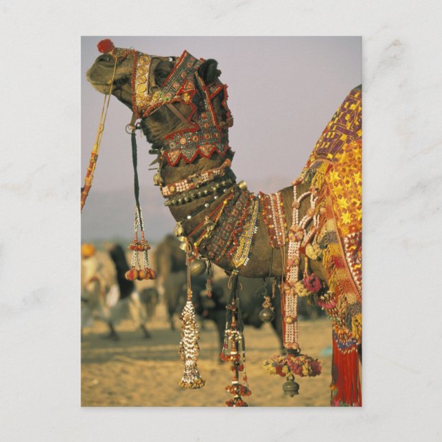 Postal Asia, India, Pushkar. Camello Shamu, Pushkar (Anverso)