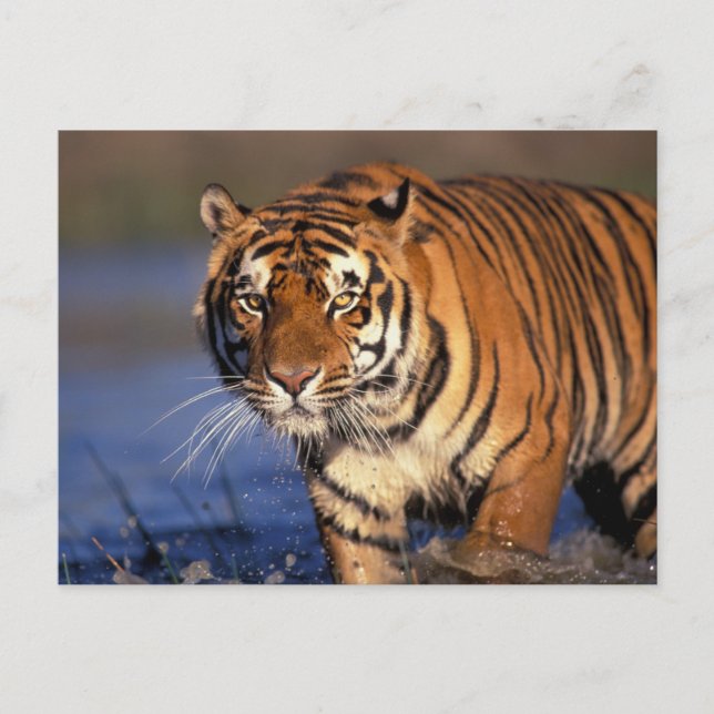 Postal ASIA, India, Tigre de Bengala Panthera tigris) (Anverso)