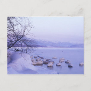 Postal Asia, Japón, Hokkaido, Akan NP, Cisnes enormes