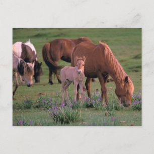 Postal Asia, Mongolia, desierto de Gobi. Caballos salvaje