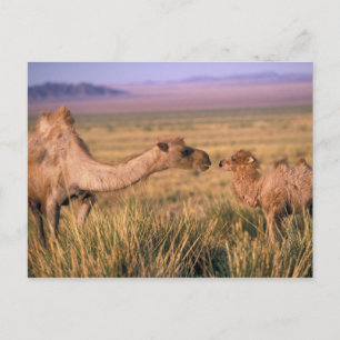 Postal Asia, Mongolia, Desierto de Gobi, Gran Gobi