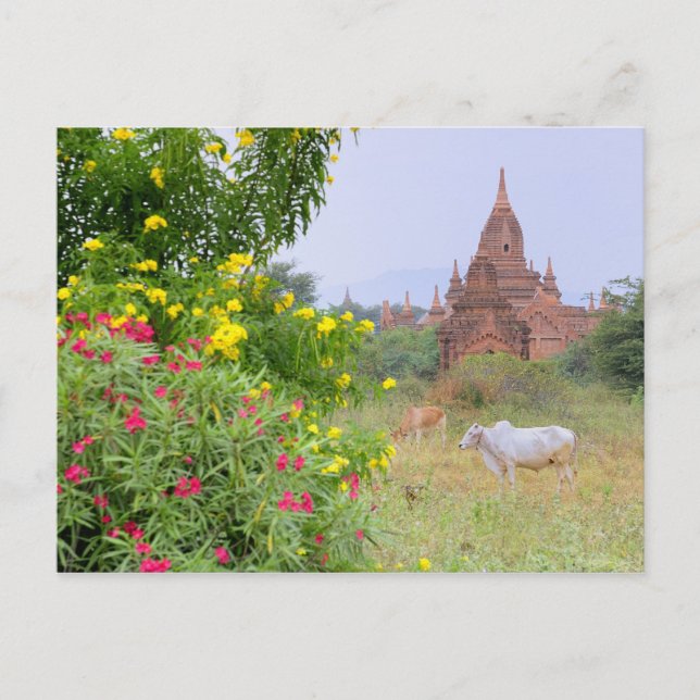 Postal Asia, Myanmar (Birmania), Bagan (Pagan). Vacas (Anverso)