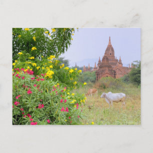 Postal Asia, Myanmar (Birmania), Bagan (Pagan). Vacas