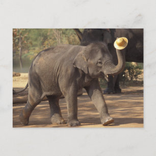 Postal Asia, Tailandia, Lampang cediendo con el gorra - T