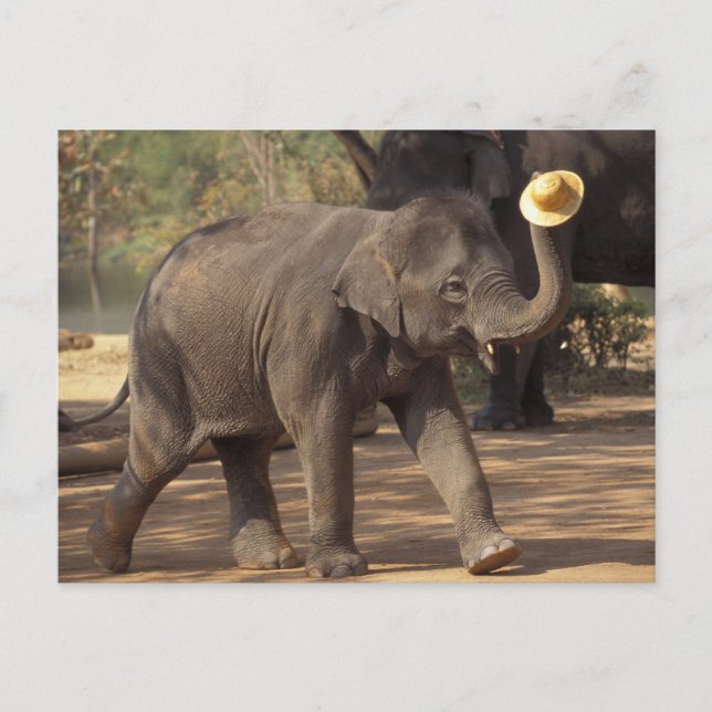 Postal Asia, Tailandia, Lampang cediendo con el gorra - T (Anverso)