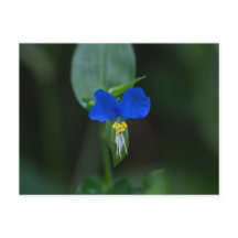 Postal asiática Dayflower Blue Wildflower
