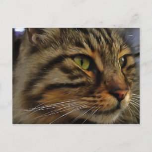 Postal Aslan, El Gato De Tabby, De Larga Esperanza