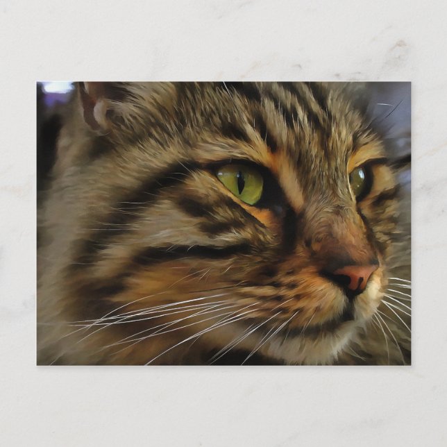Postal Aslan, El Gato De Tabby, De Larga Esperanza (Anverso)